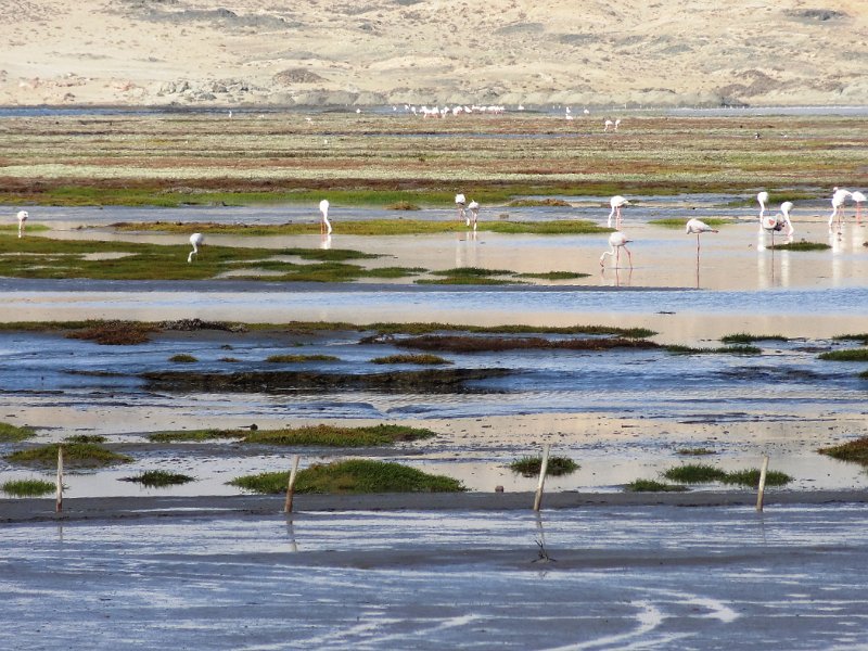 Na (441).JPG - Flamingos
